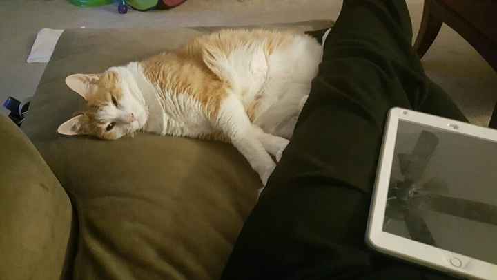 NWR- pets! We love them show me yours :)