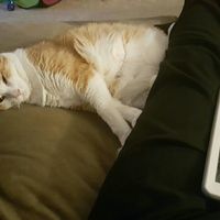 NWR- pets! We love them show me yours :)