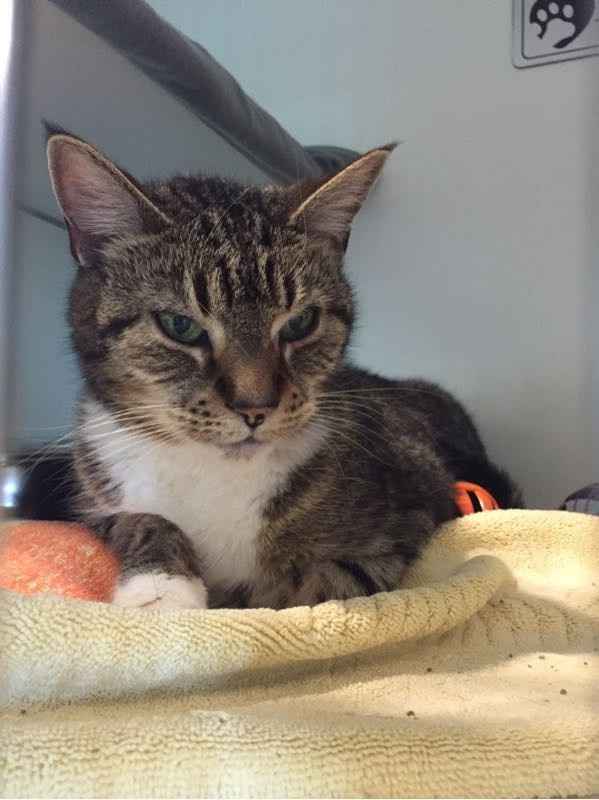 NWR: Just adopted a senior kitty :)
