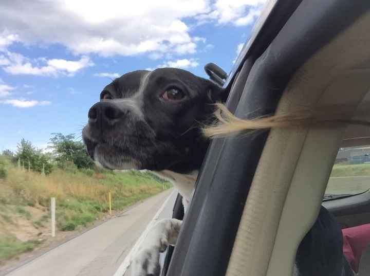 Furbaby pick me up