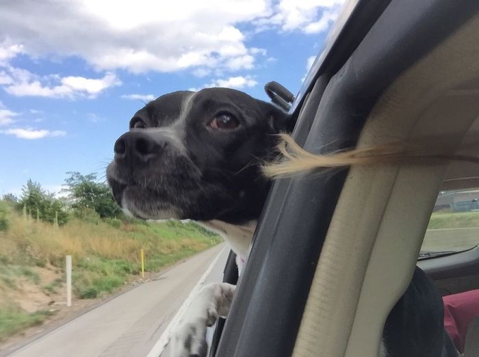 Furbaby pick me up