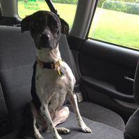 NWR- let's talk dogs!