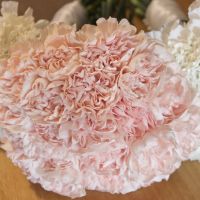 PRO BAM! Woodstock Inn and Brewery Wedding!