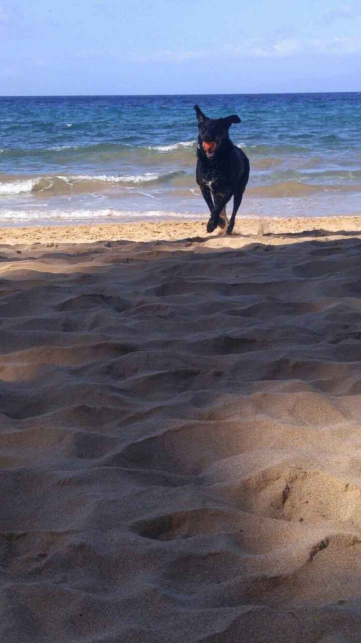 Show off your fur babies!