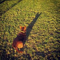 Show off your fur babies!