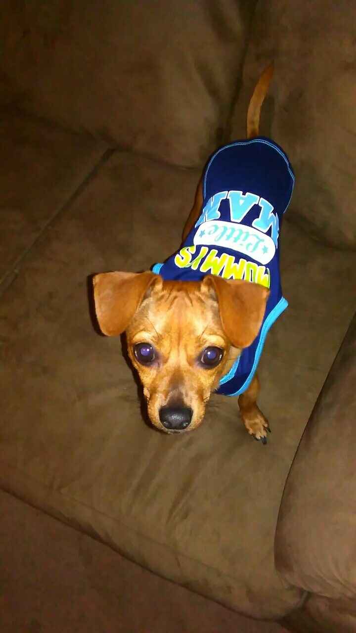 Incorporating Pets in Wedding