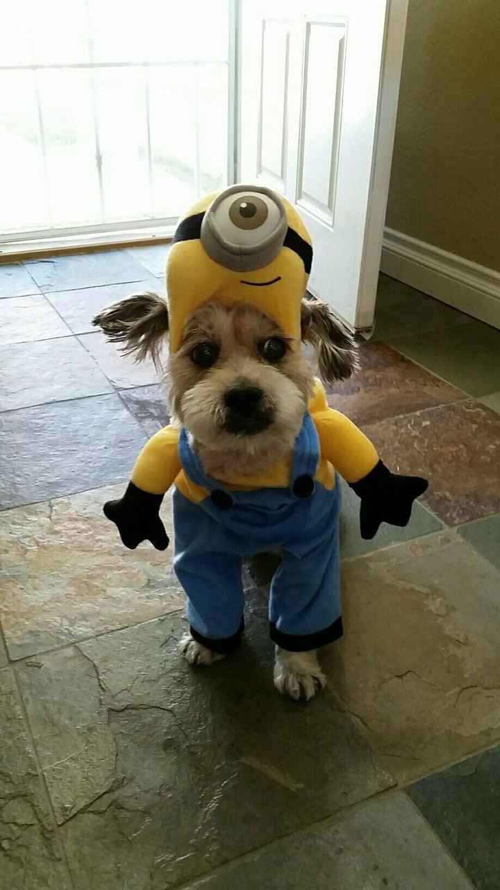 NWR: Do your pets celebrate Halloween?