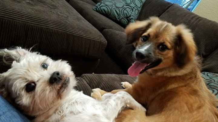 NWR: National Dog Day!