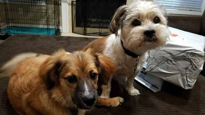 NWR: got a dog!