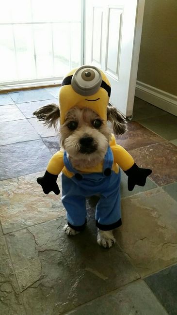 NWR: Do your pets celebrate Halloween?
