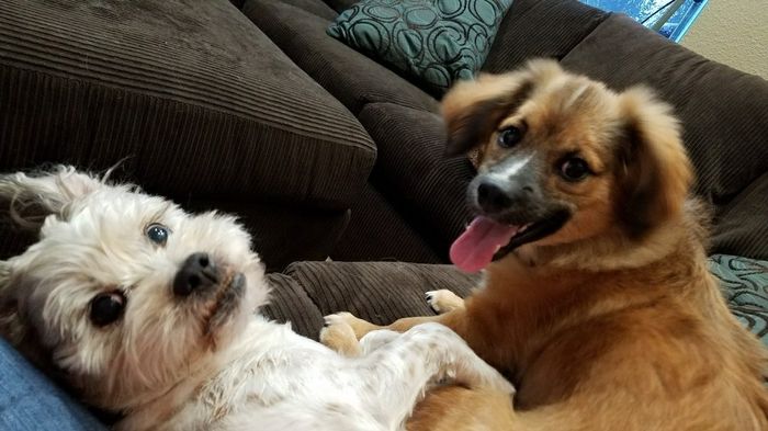 NWR: National Dog Day!