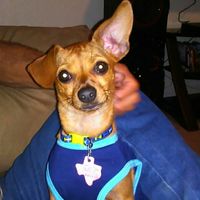 Incorporating Pets in Wedding