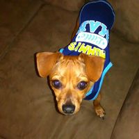 Incorporating Pets in Wedding