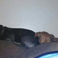 Incorporating Pets in Wedding