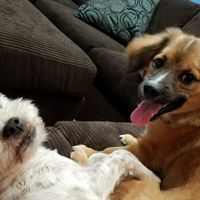 NWR: National Dog Day!