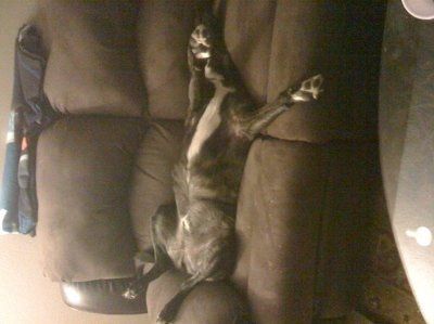 Let's see your pets!