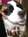 Show off your furbabies!