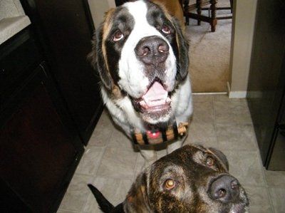 Show off your furbabies!