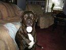 Show off your furbabies!