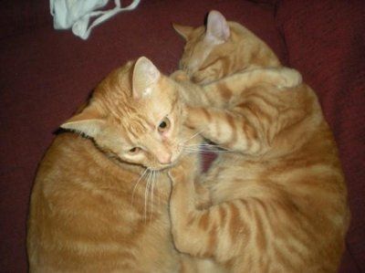 Let's see your pets!