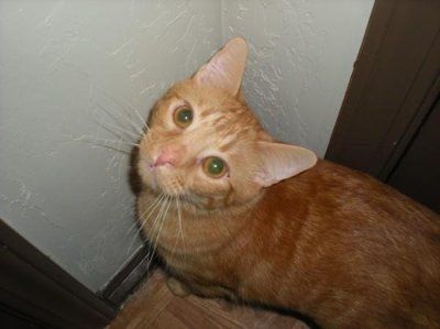 Let's see your pets!