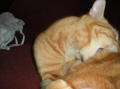 Let's see your pets!