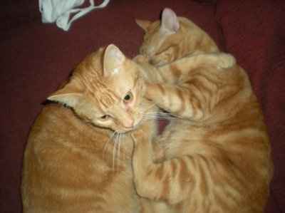 Let's see your pets!