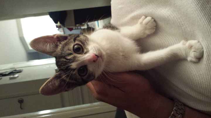 NWR: I got a fur baby!!! PICS! :)