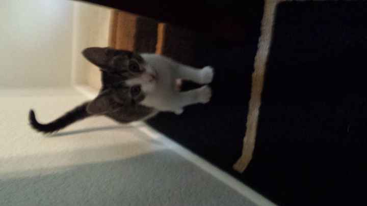 NWR: I got a fur baby!!! PICS! :)