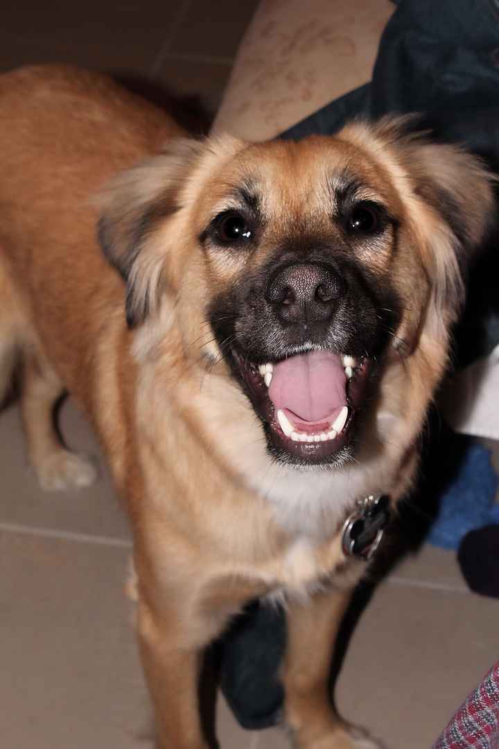 Show me your fur babies you and your SO have together! - 1