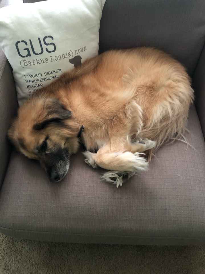 Show me your fur babies you and your SO have together! - 2