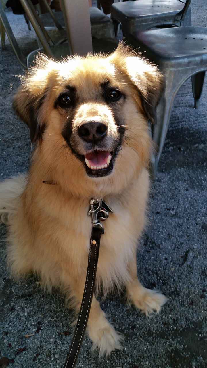 Show me your pet! - 1