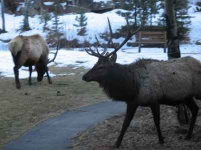 Estes Park honeymoon....should we..