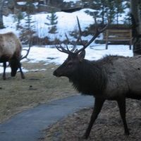 Estes Park honeymoon....should we..