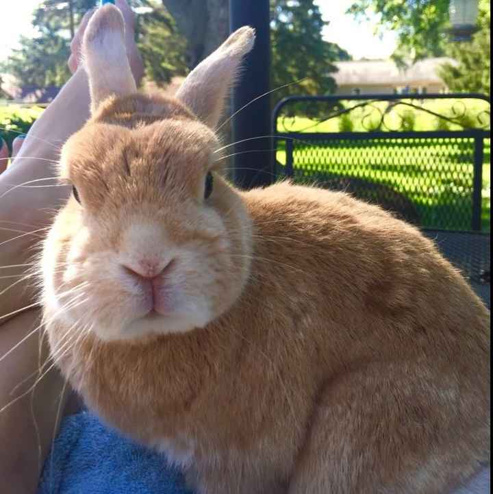 NWR: Name a weird/funny thing your pets do