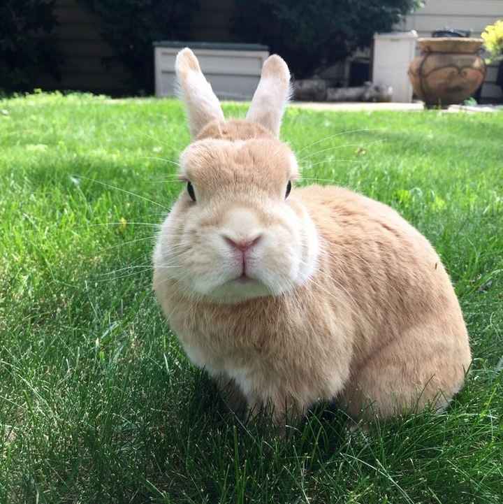 NWR: Bored? Show off your pets!