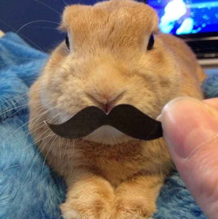 Cutest Thing You'll See All Day
