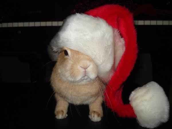 NWR: Show me your holiday spirit pets!