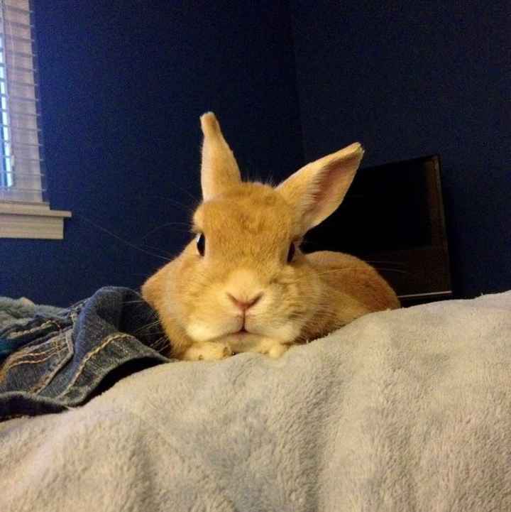 Let me see those fur babies!