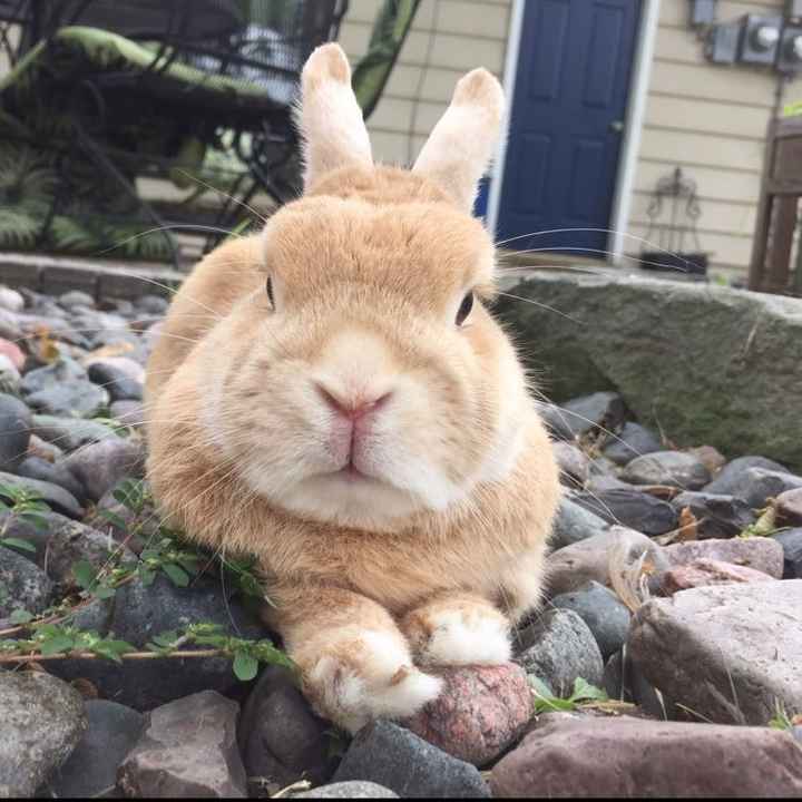 Today is National Pet Day! Let's see those fur babies :)