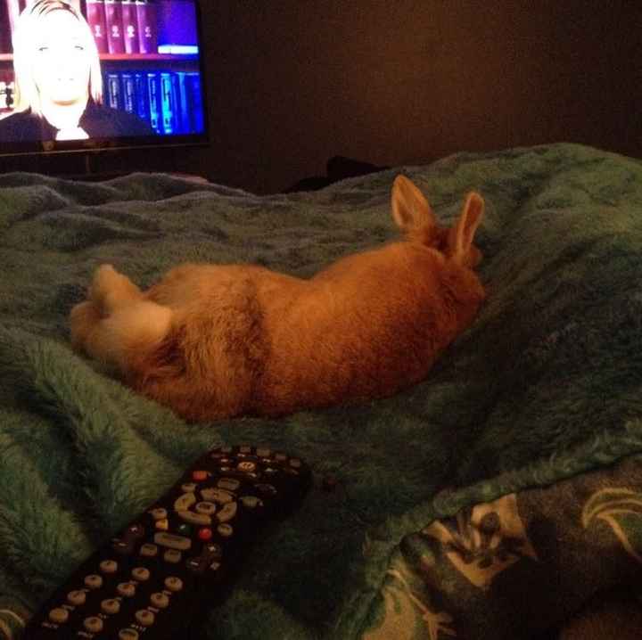 NWR: My pup thinks she's people. She's right. Show me your "people pups!"