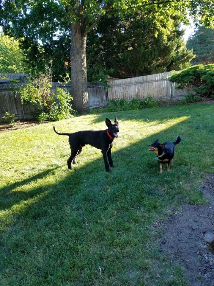 NWR: new dog, looking for suggestions