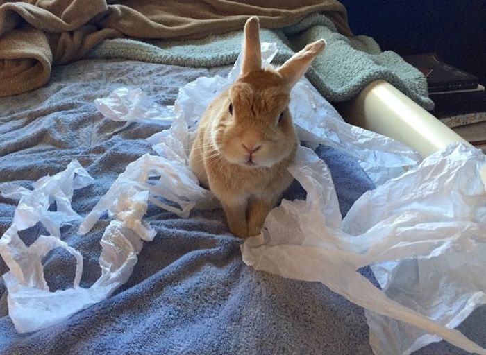 NWR - Pet pictures