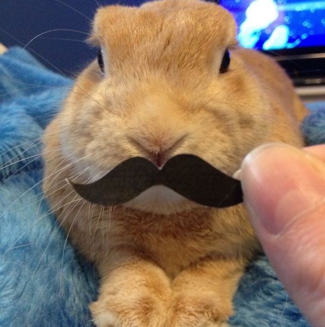 Positive thoughts and pictures of fluffy pets please