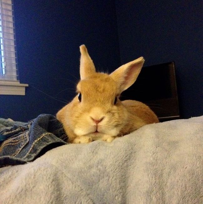 Let me see those fur babies!