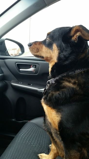 NWR: Puppies and fur babies!