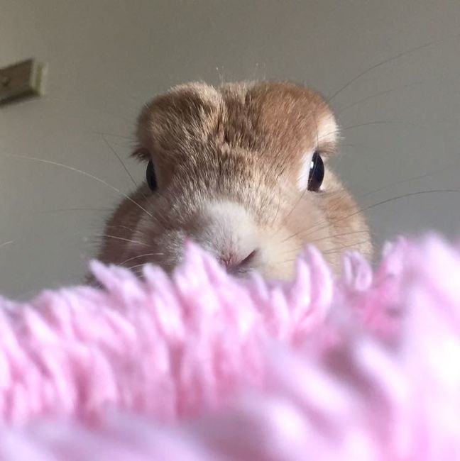 Show me your fur babies!