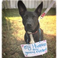 NWR: Bored? Show off your pets!