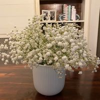 Does anyone have any experience ordering Sam's baby's breath? - 1