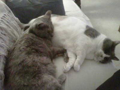 Furbabies!!! Lets show them off!